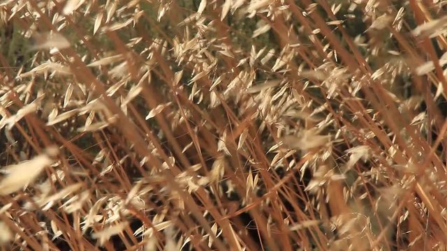 Imágenes de vídeo de Mieses descubre material de archivo de vídeo en