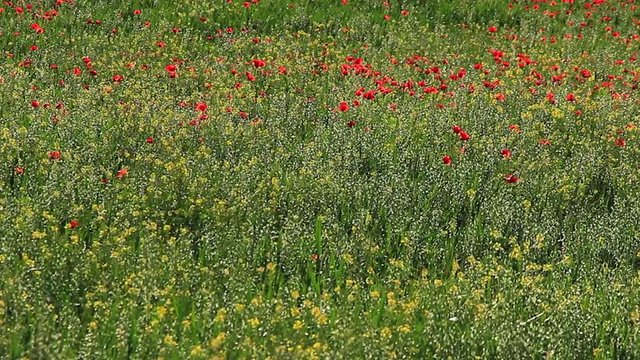Detalle de Campo con Amapolas y Flores amarillas
