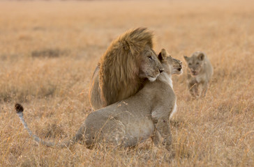 Obraz premium Lion and Lioness Love