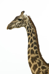 Naklejka premium Giraffe Portrait