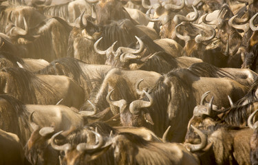 wildebeest migration