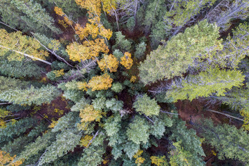 spruce and aspen trees from above