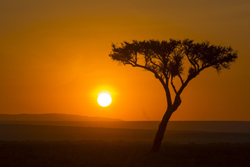 African Sunrise and the Tree