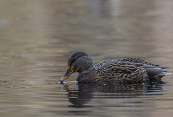 kaczka krzyżówka pływa po stawie, jiesenny słoneczny dzień