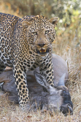 Leopard with Kill