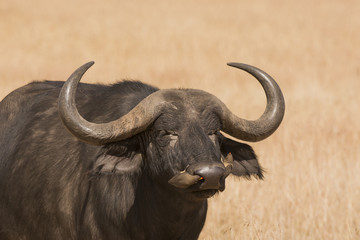 Cape Buffalo with Oxpeckers