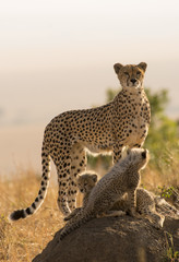 Cheetah and cubs