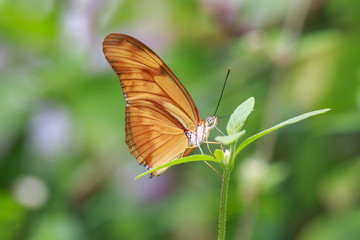 Tropical Julia butterfly Dryas iulia feeding and resting on flowers and rainforest vegetation