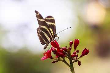 Zebra longwing (Heliconius charitonius) tropical butterfly feeding and resting on flowers and rainforest vegetation