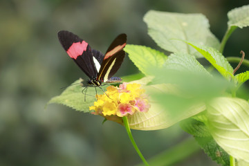 Close up of a red postman tropical butterfly Heliconius erato