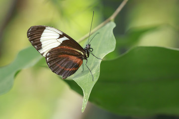 Obraz na płótnie Canvas Cydno Longwing tropical butterfly (Heliconius Cydno)
