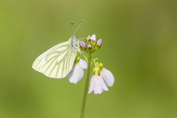 Green-veined white (Pieris napi) butterfly resting and feeding nectar