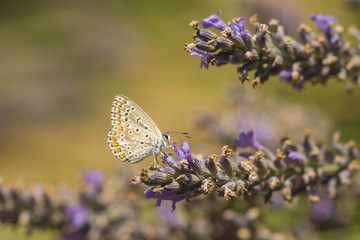 Common Blue butterfly, Polyommatus icarus
