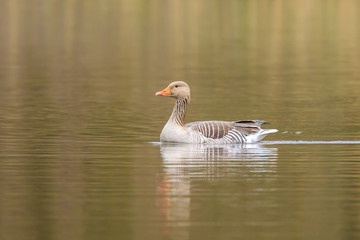 Greylag goose Anser anser swimming
