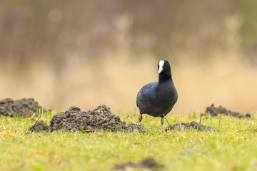 Eurasian coot Fulica atra waterfowl foraging on a green meadow