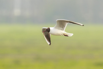 Black-headed gull, Chroicocephalus ridibundus, flying