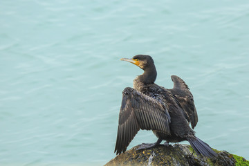 Great Cormorant perched and drying wings