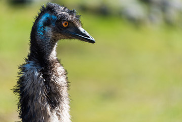 Emu Head Shot