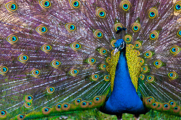 Obraz premium Peacock Presenting it's Plumage / Tail