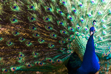 Fototapeta premium Peacock Presenting it's Plumage / Tail