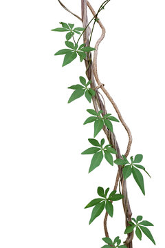 Twisted jungle vines with green leaves of wild morning glory or railway creeper (Ipomoea cairica) liana plant isolated on white background, clipping path included.