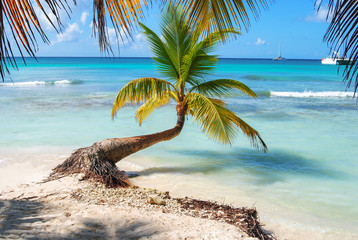 Turquoise water of tropics. Palm tree leaves over luxury beach. Beautiful tropical island. Palm tree bent above waters of ocean.