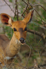 Portait of a steenbok (Raphicerus campestris) common small antelope of Kruger National Park, South Africa.