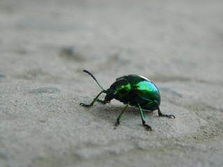 escarabajo verde