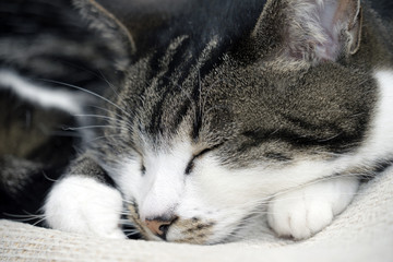 Naklejka na ściany i meble Close up of a cat relaxing
