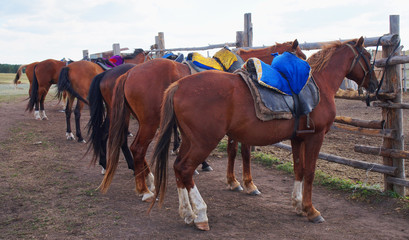 .horses are tied to a wooden fence. northern Kazakhstan