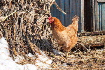 Chicken on a small farm