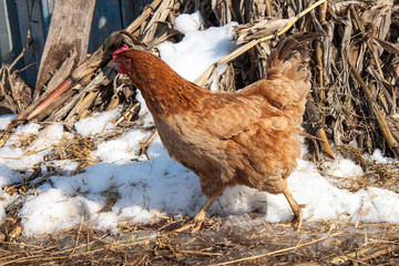 Chicken on a small farm