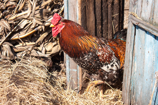 Closeup of a rooster in a farmyard