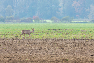 sarna, kozioł spacerują po polu, poranek zimowy, zielone  zaorane polepol © Ewa Cierniak