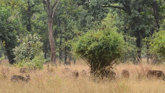 Spotted deer (Axis axis) National Park, India