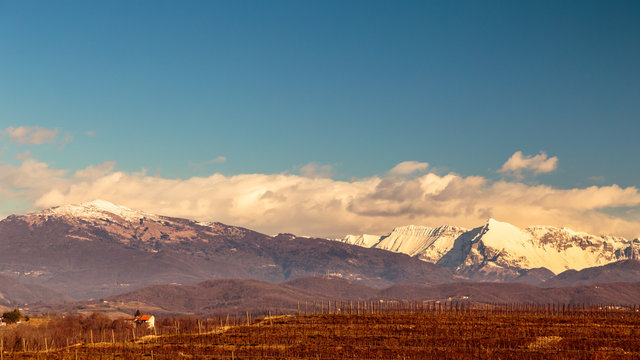 Collio Friulano, Udine Province, Friuli Venezia-Giulia, Italy. Sunny day in the vineyards.