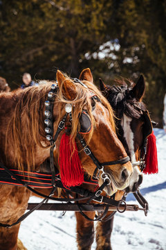 Horses standing in the snowy field