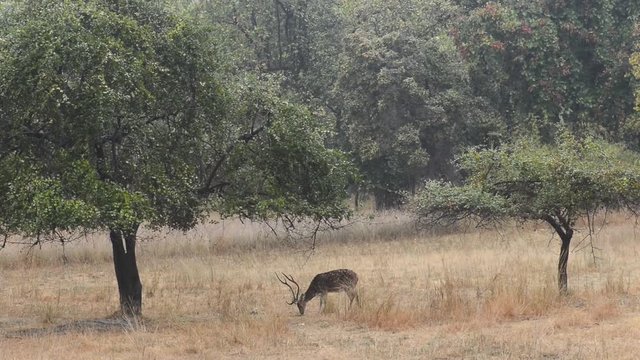 Spotted deer (Axis axis) National Park, India
