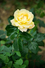 beautiful yellow rose