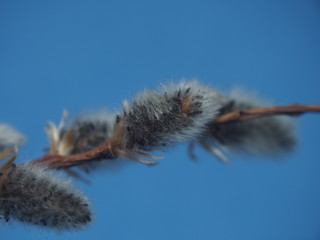 Willow twig with blooming flowers. Photo on a blue background.