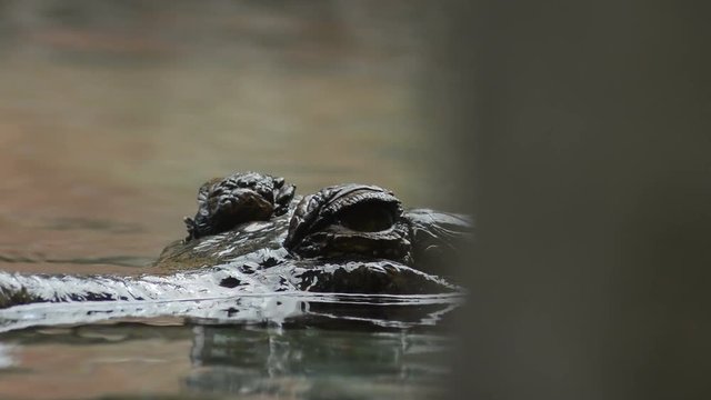 Eyes of false gharial or Tomistoma floating in the water of a river - Tomistoma schlegelii