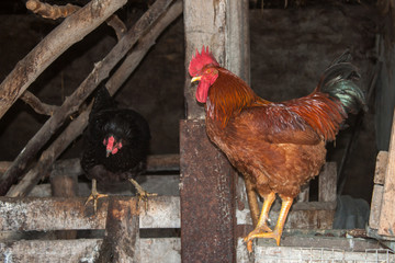 Rooster in the chicken coop © Fotikphoto