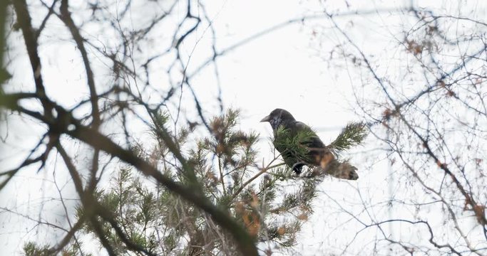 Natural winter background - common raven Corvus corax sitting and croaking on frozen pine tree branches. Russia.