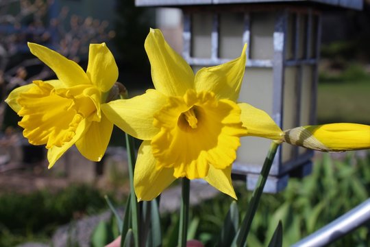 Daffodils bloom in the spring sunshine