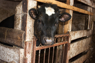 Calf in a dark barn