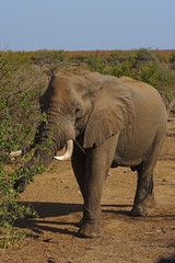 Fototapeta na wymiar Large adulte African elephant roaming in a dry plain in Kruger National Park, South Africa. Portrait photo.