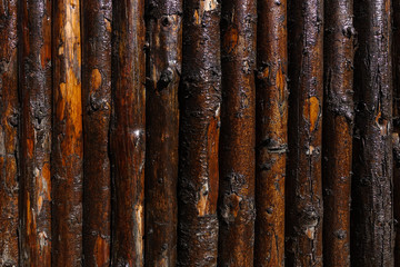 Wood vertical trunk pattern background