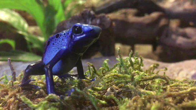 Blauer Pfeilgiftfrosch / Dendrobates Azureus
