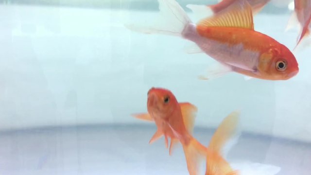 Goldfische im Glas