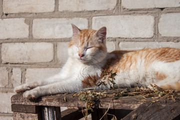 Cat relaxing in the sun
